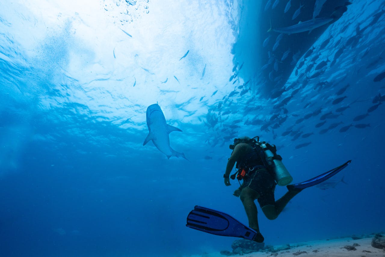 Diver explores underwater world with sharks in Maldives' clear blue waters.